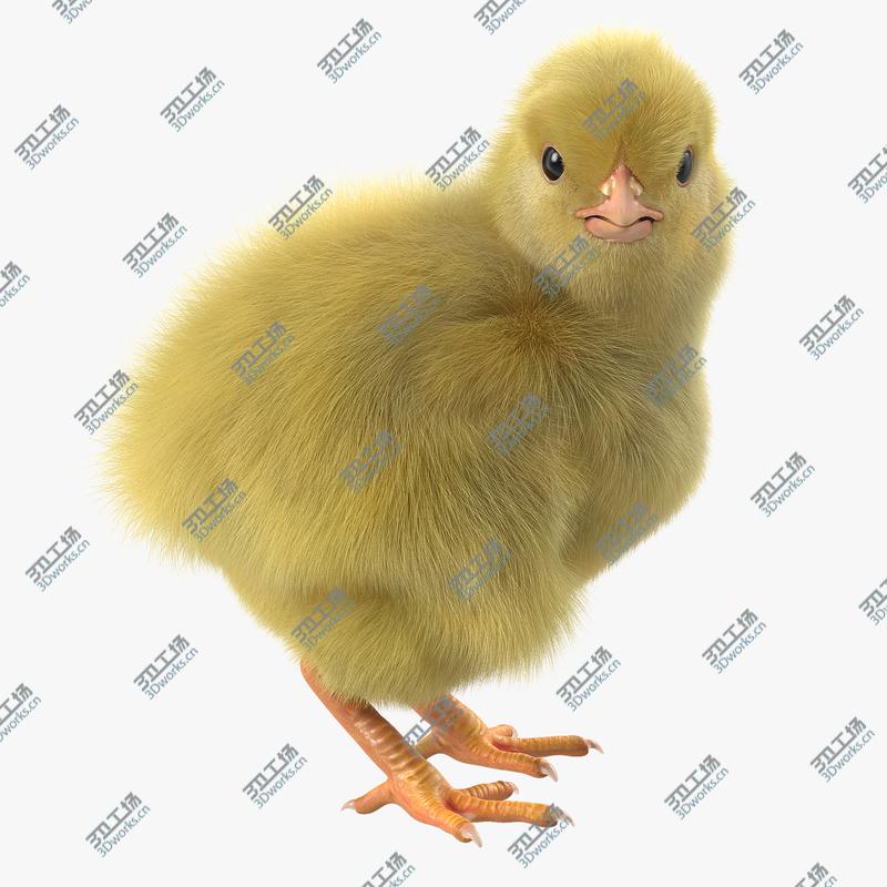 images/goods_img/2021040232/Chick Rigged/1.jpg